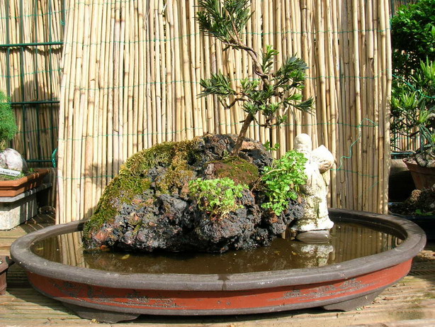Fesenpflanzung_Podocarpus_2.JPG