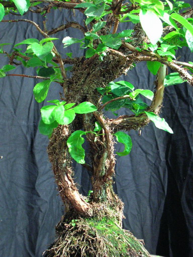 Hydrangea_petiolaris_6.JPG