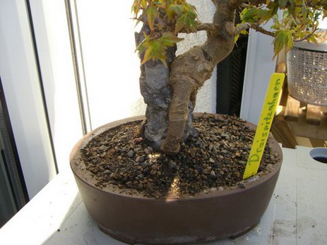 CIMG0271.jpg