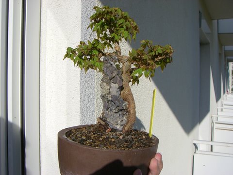 CIMG0268.JPG