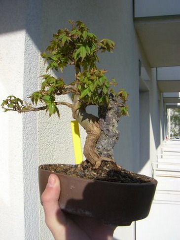 CIMG0267.jpg