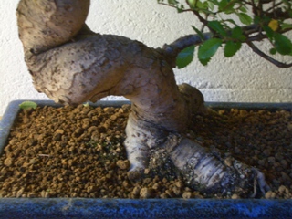 CIMG0884.jpg
