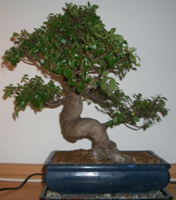 CIMG0882.jpg