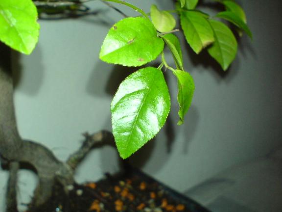 Eine Nahaufnahme eines Blatts