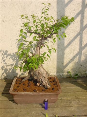 DSC00037.JPG