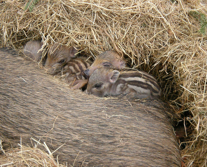 Wildschweingeburt.JPG