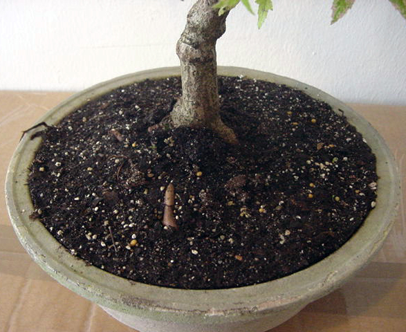 acer ginnala