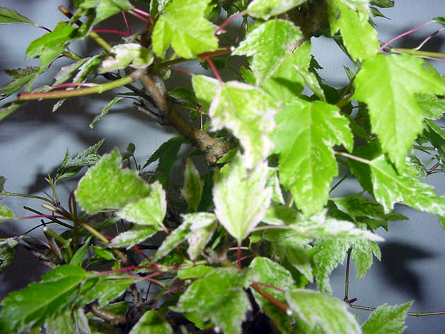 acer ginnala blätter.jpg