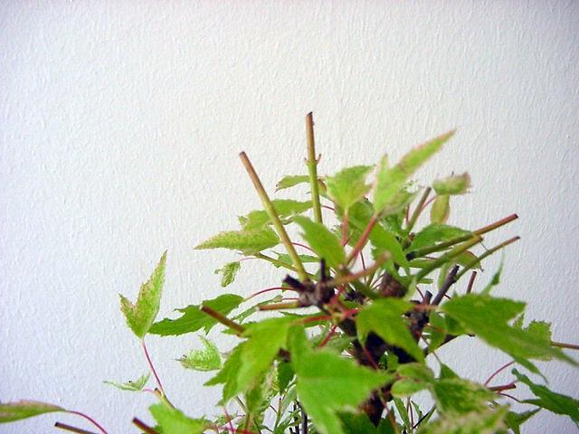 acer ginnala krone.jpg