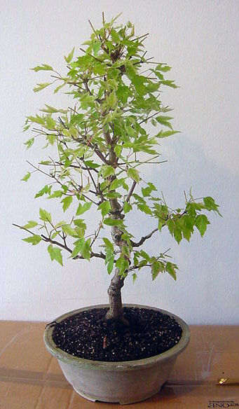 acer ginnala front.jpg