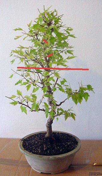 acer_ginnala_front_tp.jpg