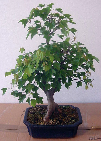 Dreispitzahorn