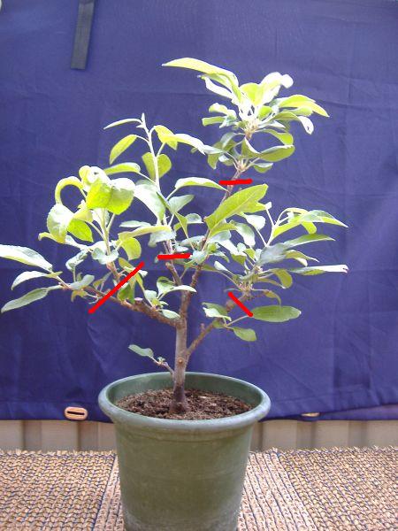 malus gorgeous vorne schnitt.JPG