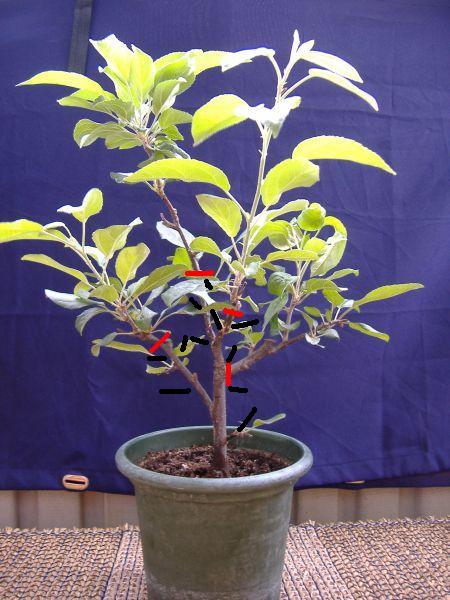 malus gorgeous schnitt und austrieb.JPG