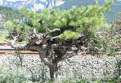 Yamadori3vv.jpg