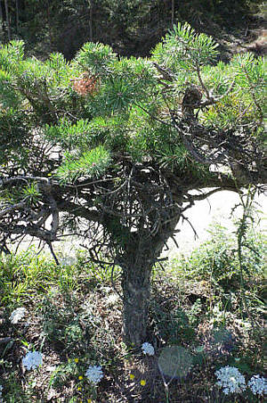 Yamadori2vv.jpg