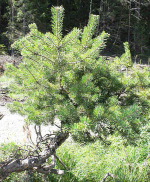 Yamadori1Grün.jpg