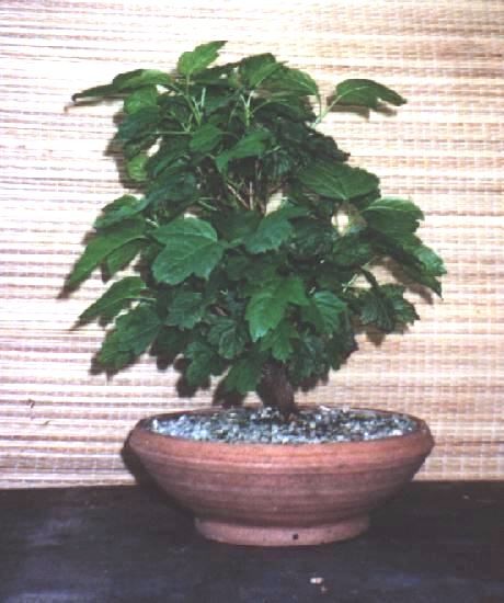 551Schneeball2002_05.jpg