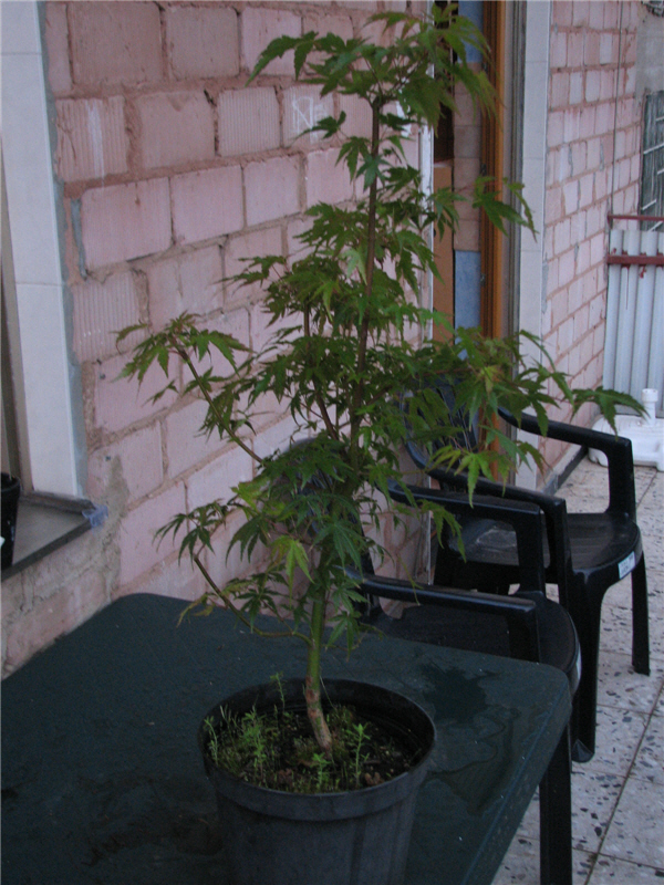 Acer Palmatum 003.jpg