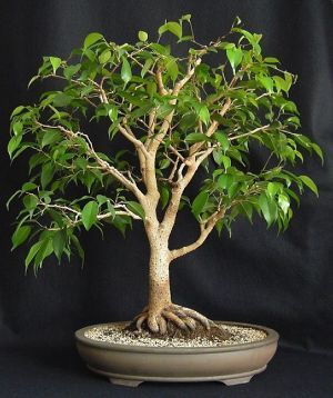 Ficus.jpg