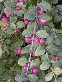 Purpurbeeren.jpg