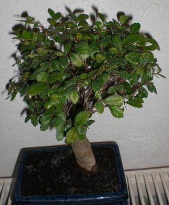 CIMG0835.JPG