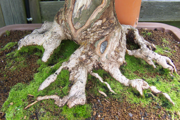 Im Plastikpott hinter dem Baum steht der Dreispitz, der die Äste liefern soll.
