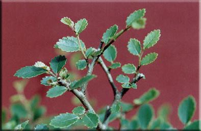 blatt_chinesische_ulme.jpg
