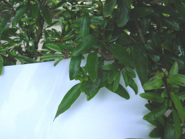 DSCN5274.jpg