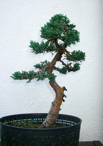31J_chinensis2007_10.jpg