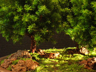 DSCN5297.jpg