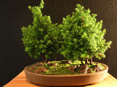 DSCN5295.jpg