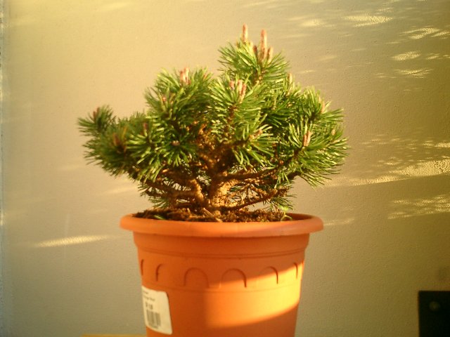 vorher