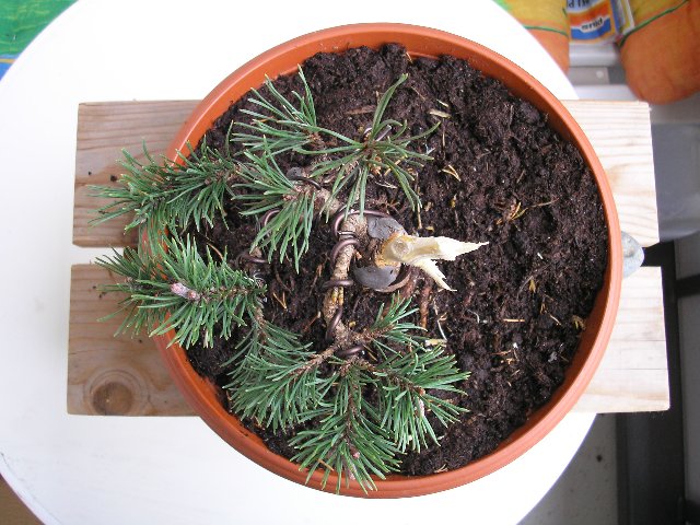von Oben