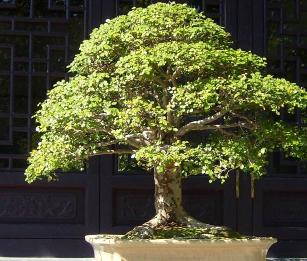 bonsai_luisenpark_TP.jpg