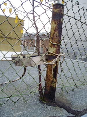 Birke1.jpg