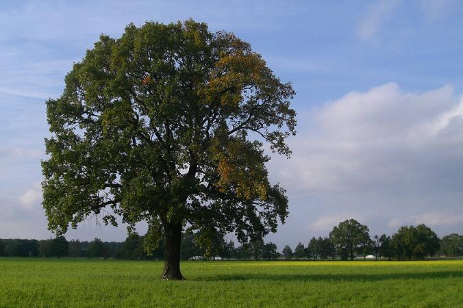 Spätsommer.jpg