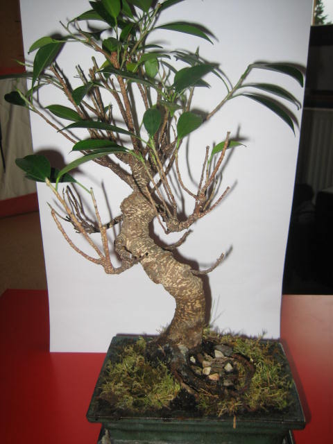 Baum1.JPG
