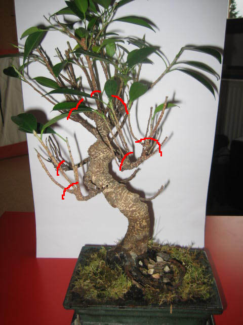 baum1_156.jpg