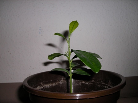 SANY0276.jpg