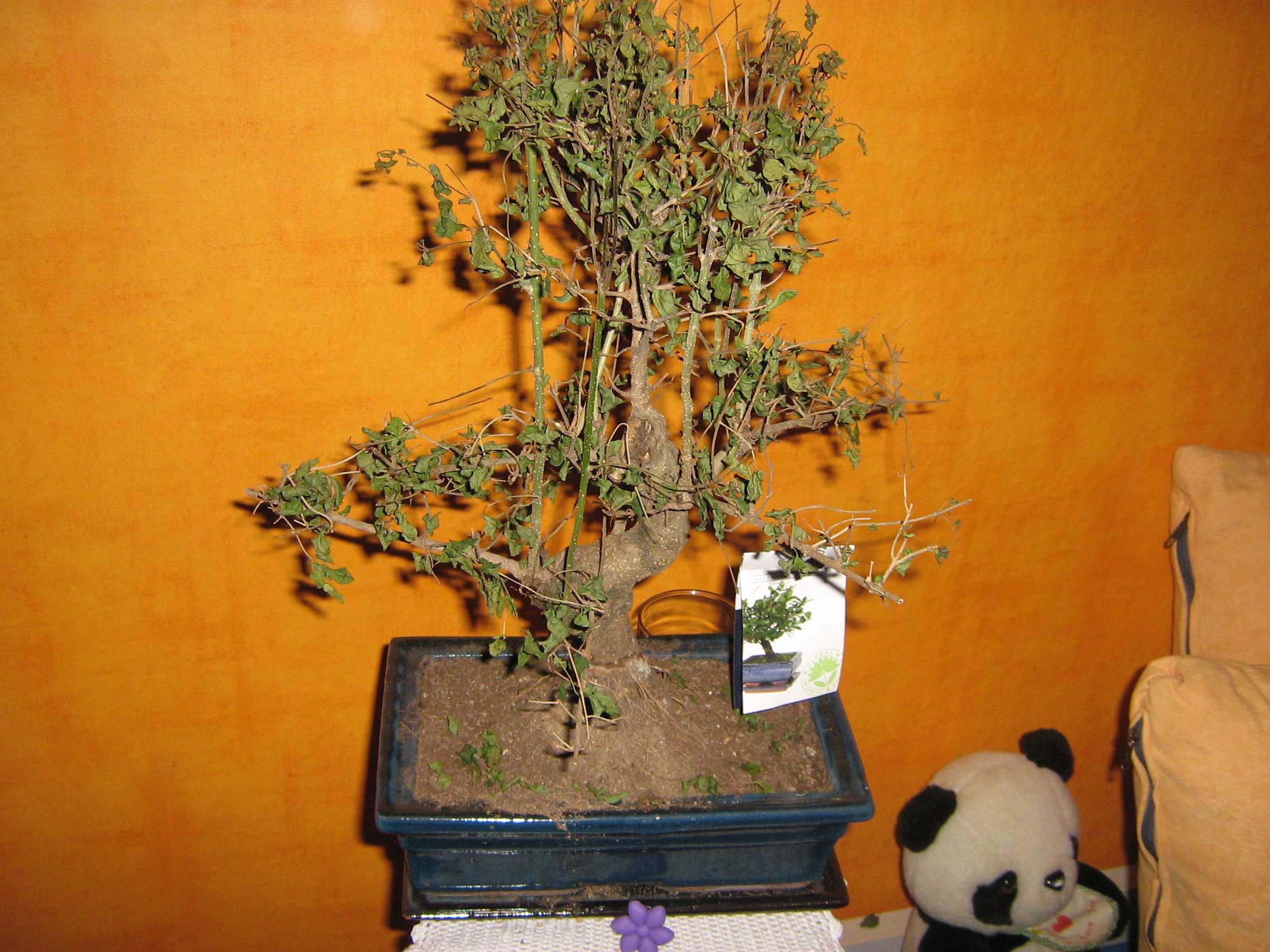 bonsai.jpg