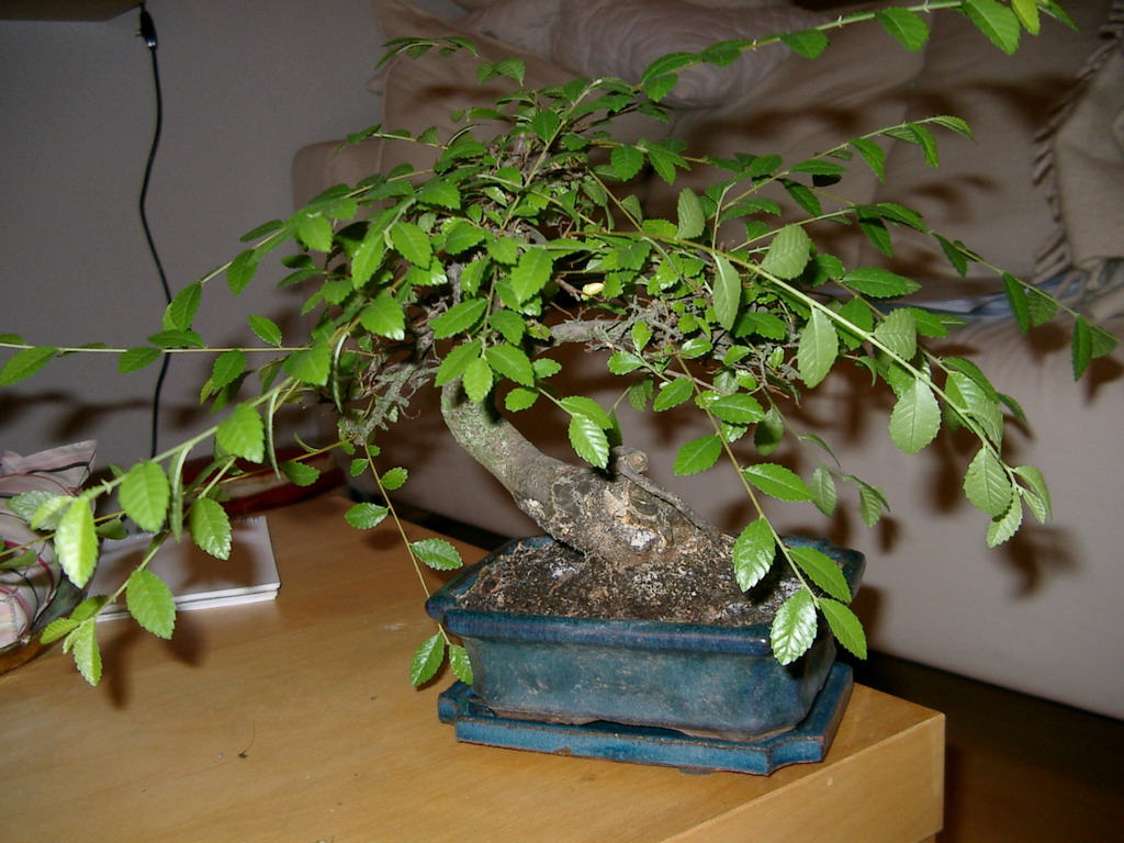 bonsai2.jpg