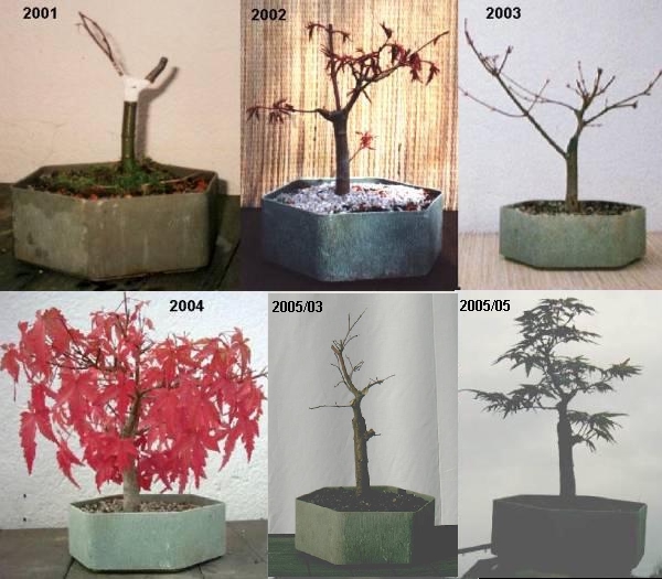 Palmatum Beispiel