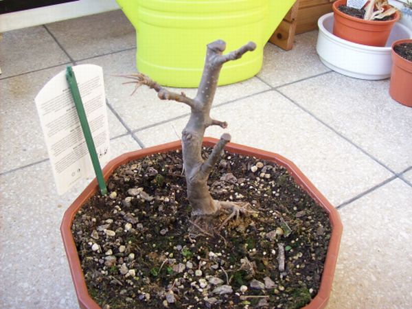 Malus - Golden Hornet2.jpg