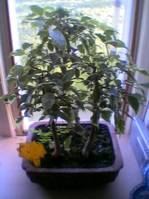 Foto(02).jpg