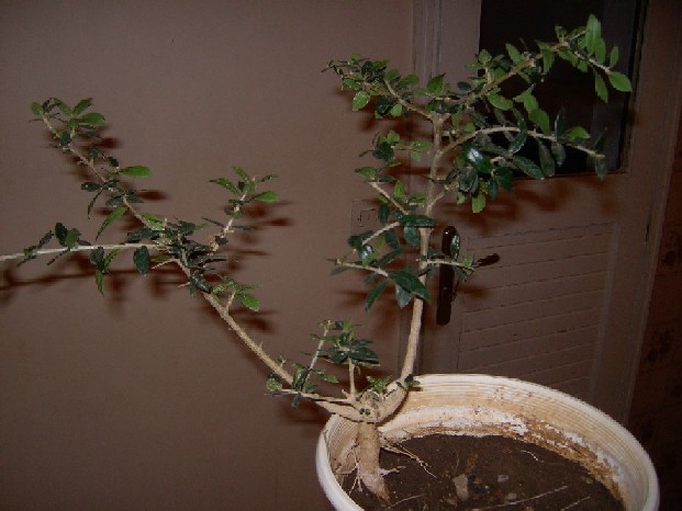 olive.JPG