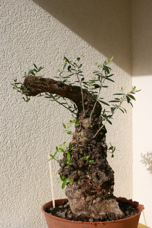 IMG_3004_4.JPG