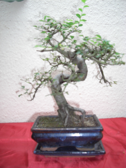 CIMG0456.JPG