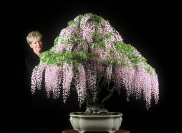 114cm Wisteria.jpg