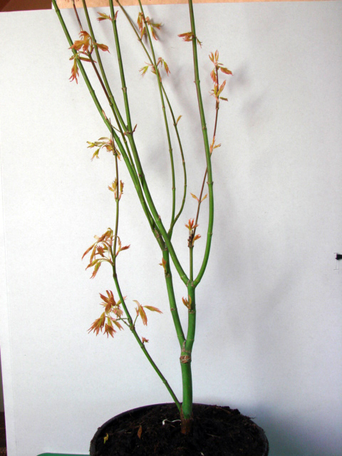 Orange Dream_Vorher_2008 001.JPG
